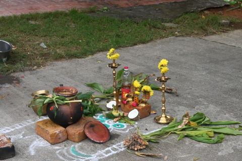 pongal celebration